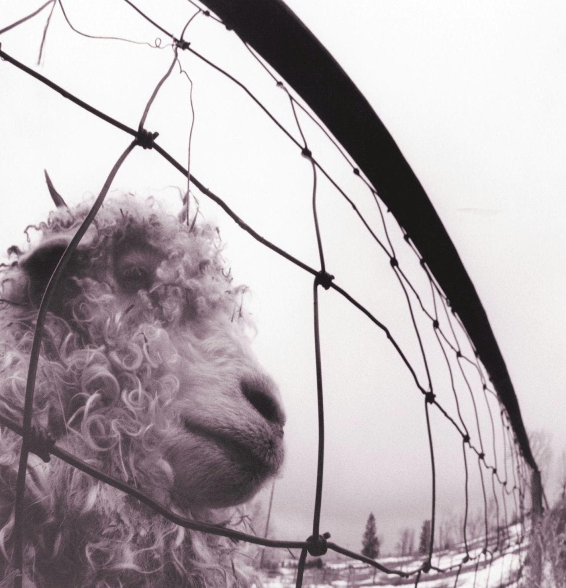 vs. Edition Remastered, Pearl Jam