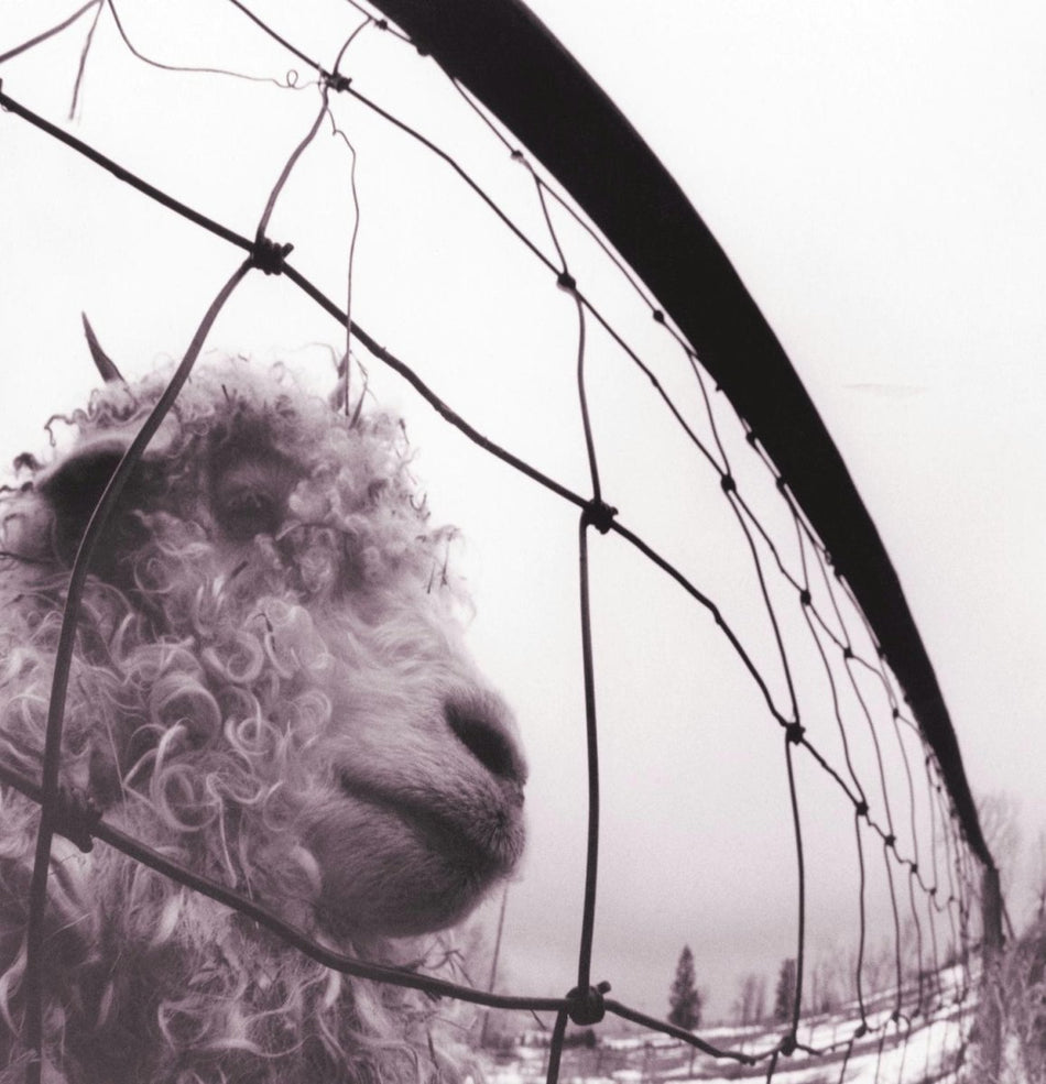 vs. Edition Remastered, Pearl Jam
